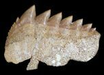 Fossil Cow Shark (Notorynchus) Tooth - Morocco #35018-1